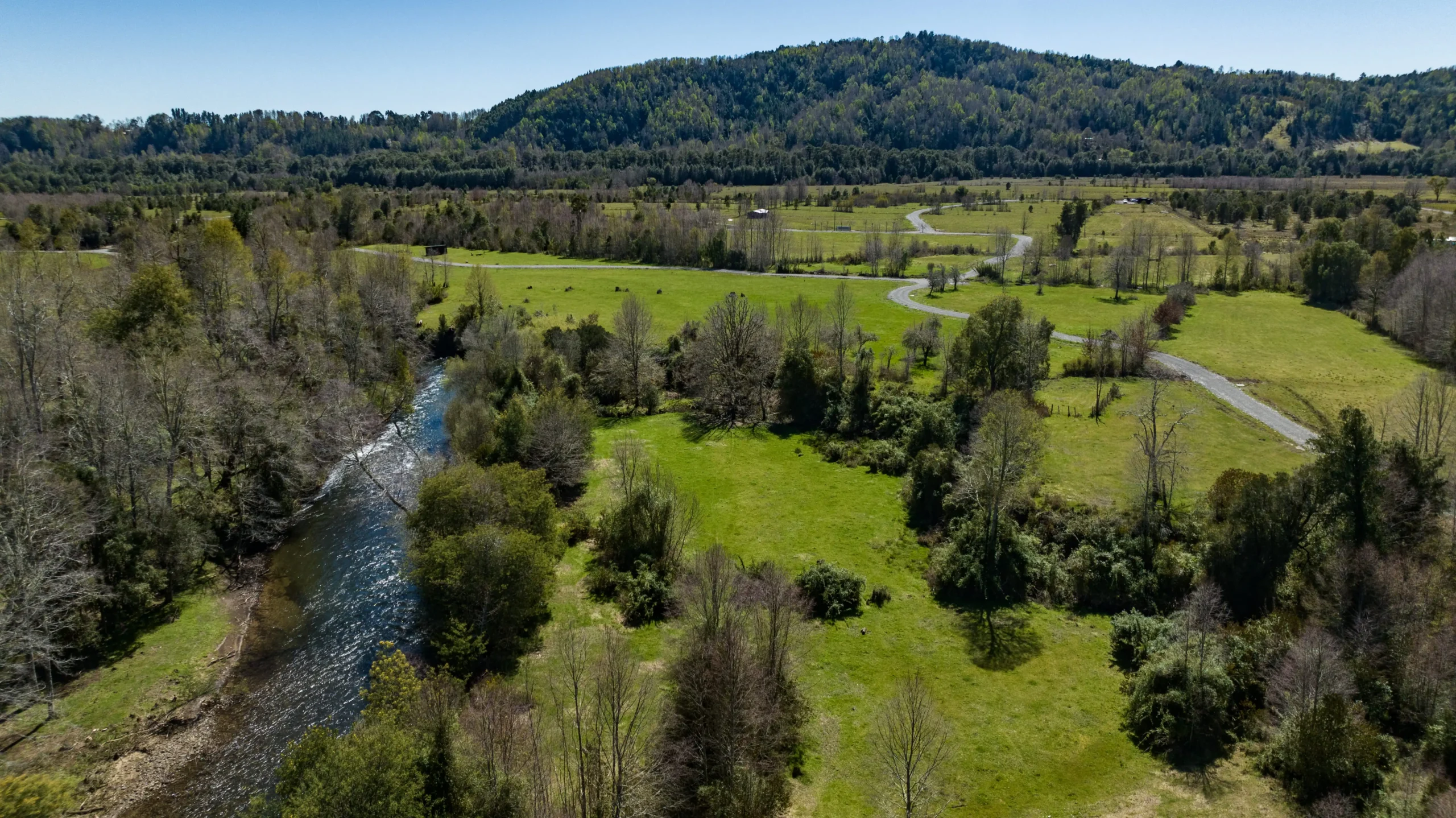 Bosque nativo en Valle Dos Ríos