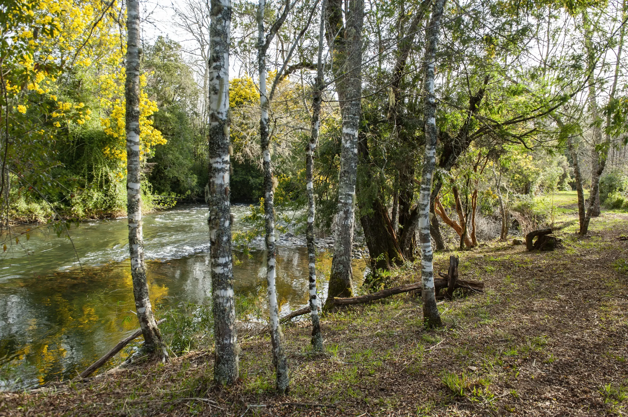 Vista al río Cruces, Valle Dos Ríos